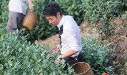 采茶老太爆料视频大全,茶界风云录