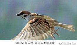 麻雀2 在线观看,续写传奇，揭秘谍战风云