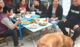 给狗吃大餐视频爆料