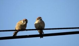 麻雀2 在线观看,续写传奇，揭秘谍战风云