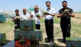 娱乐吃瓜小南瓜小说,娱乐圈的甜蜜瓜事