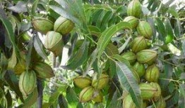 碧根果种植爆料视频教程,视频教程带你轻松入门