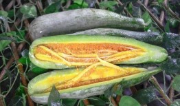 网红视频吃瓜地址,揭秘网红吃瓜视频背后的热门话题