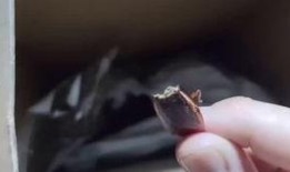 崽崽吃瓜视频在线观看免费,免费在线观看，揭秘娱乐圈幕后故事