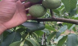 碧根果种植爆料视频教程,视频教程带你轻松入门