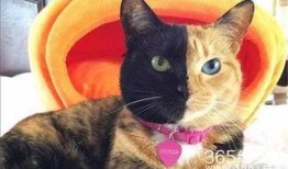 娱乐吃瓜君猫爷,揭秘娱乐圈那些不为人知的幕后故事
