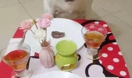 给狗吃大餐视频爆料