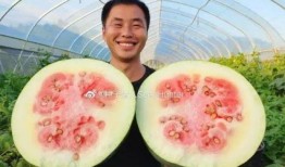 西瓜视频吃瓜猪娱乐,西瓜视频热门搞笑内容盘点