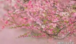 桃花满天红在线观看,浪漫传奇，在线重温