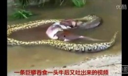 巨蟒惊魂在线观看,惊悚探险，生死逃亡