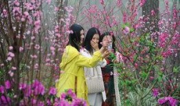桃花满天红在线观看,浪漫传奇，在线重温