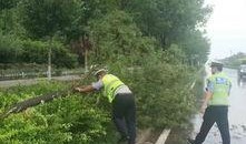 邯郸大树爆料事件视频最新,揭秘背后真相与争议