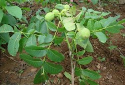 碧根果种植爆料视频教程,视频教程带你轻松入门