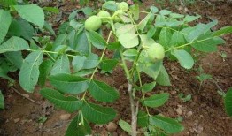 碧根果种植爆料视频教程,视频教程带你轻松入门
