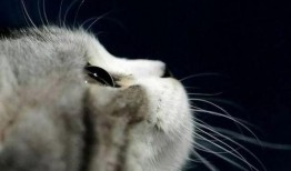 娱乐吃瓜君猫爷,揭秘娱乐圈那些不为人知的幕后故事