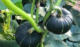 网红视频吃瓜地址,揭秘网红吃瓜视频背后的热门话题